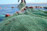 Drag netter in Inhambane