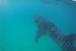 Whale Shark and Ski-Boat
