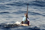 58kg Sailfish (c) Duarte Rato