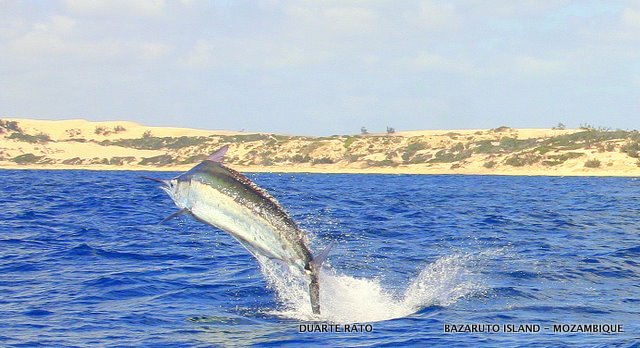 Big black performing off Sailfish Bay, Bazaruto (c) Duarte Rato