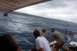 Chad Leavitt's first sailfish comes to the boat, off Morrungulo (c) BoaGente