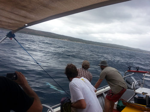 Chad Leavitt's first sailfish comes to the boat, off Morrungulo (c) BoaGente