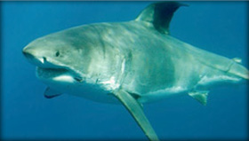 Great White Shark Tracking Project