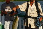 These giant blue tailed mullet are caught daily off the pier. They are gaffed with weighted trebles and hauled up. They use light handline with tiny hooks to hook these pretty fish. with.