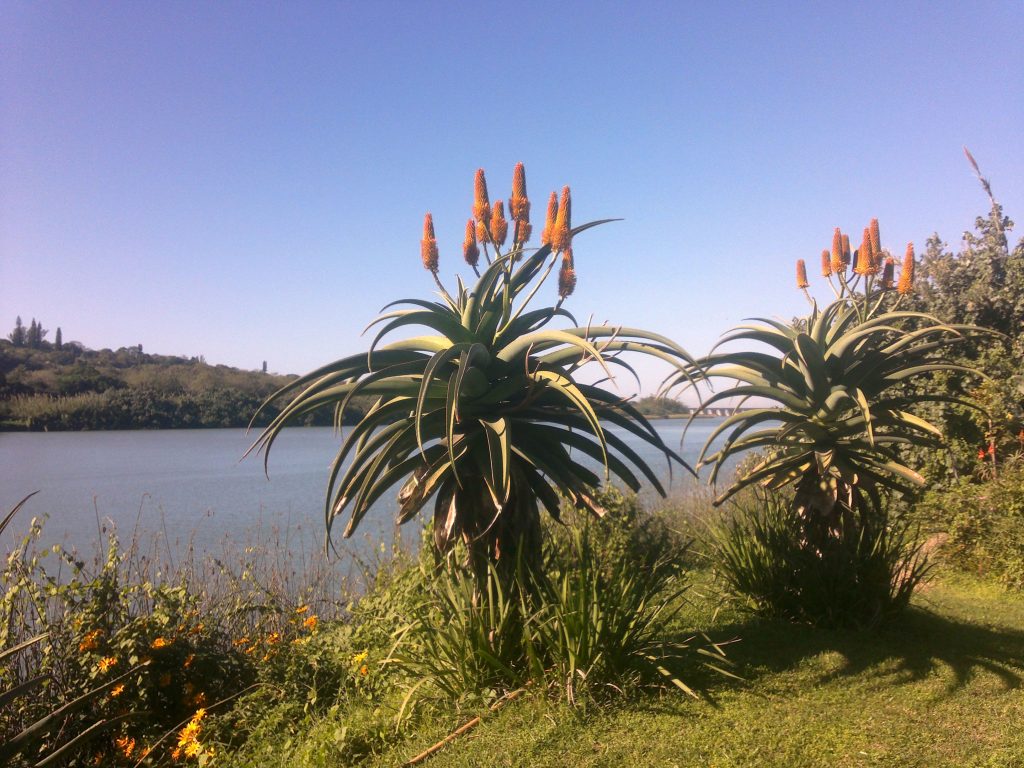 The-aloes-have-bloomed.jpg