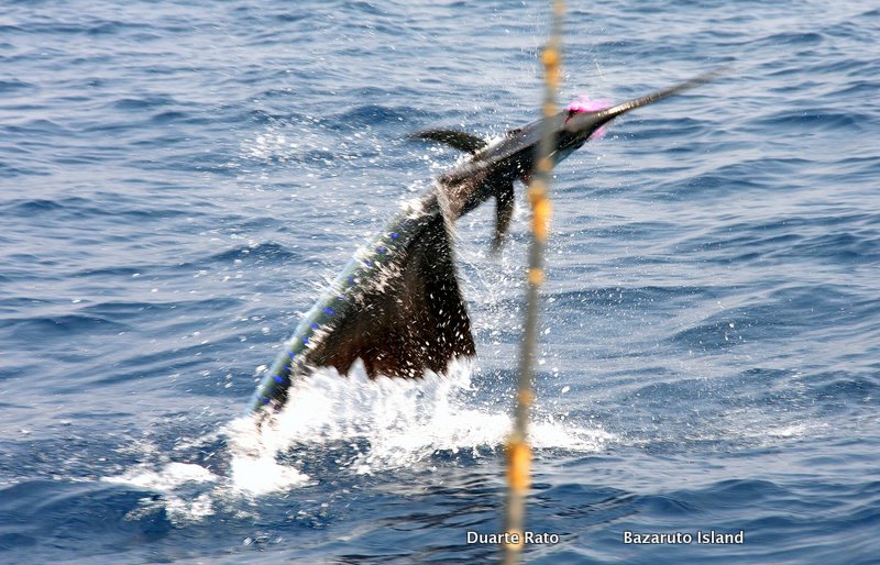 Sailfish season starting in southern Mozambique waters now! (c) Rato