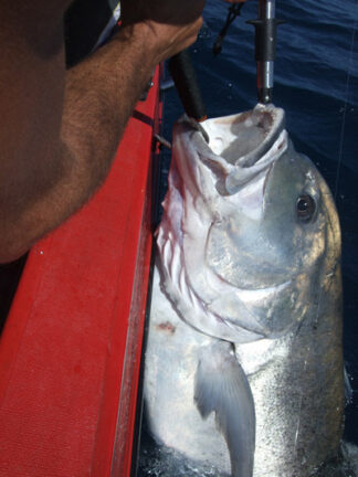 Estimated 60kg GT released in southern Mozambique.