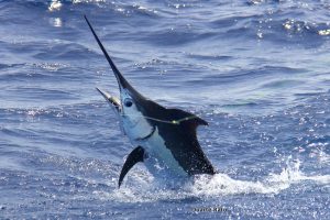 Marlin Fishing Barra Daily
