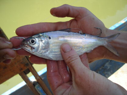 Umzimkulu Estuary Fishingv