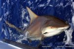 Grown up Zambezi Shark off Bazaruto (c) Duarte Rato