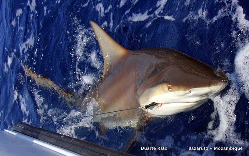 Grown up Zambezi Shark off Bazaruto (c) Duarte Rato