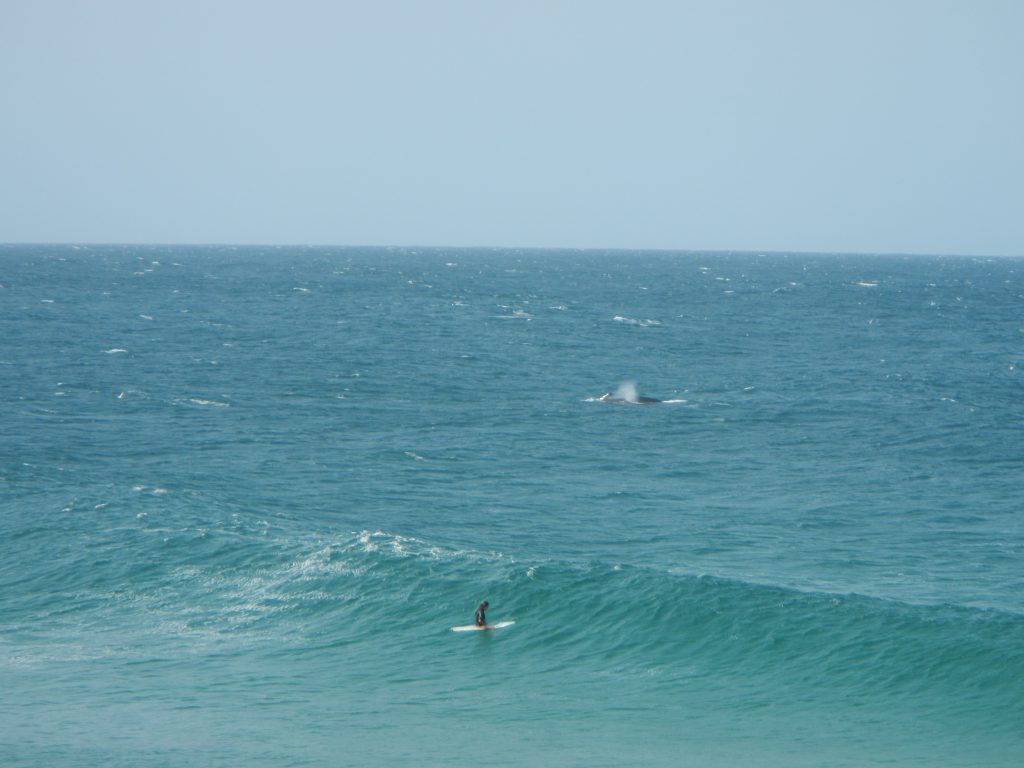 A surfer and a humpback whale enjoy the serenity together... in every way