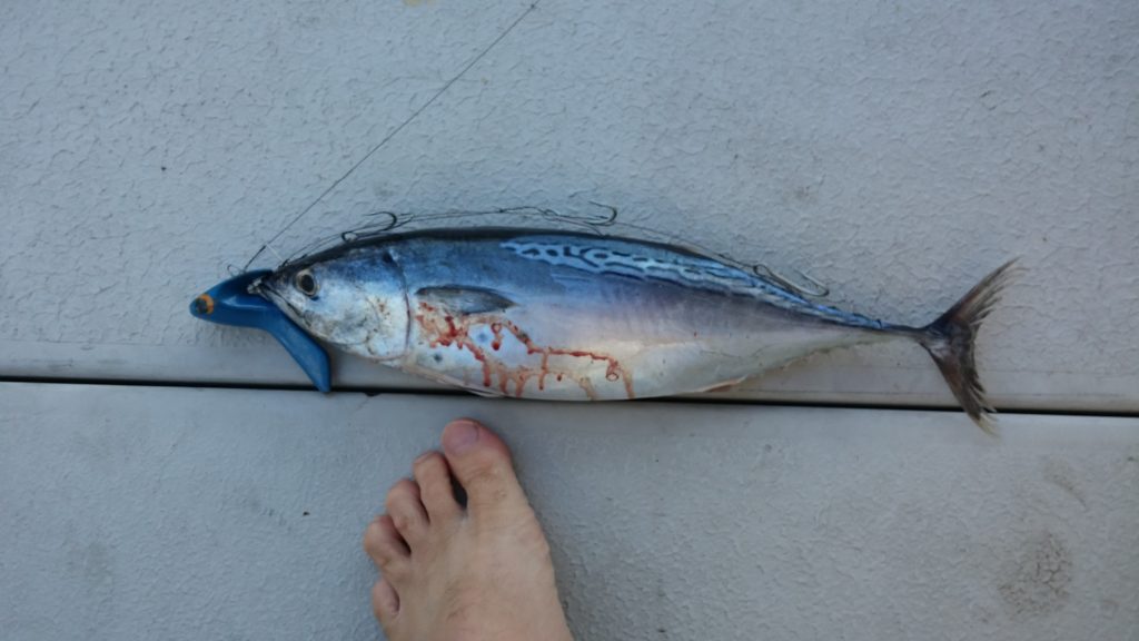 A rigged bonito on the Mydo # 4.5. Serious tackle for great fishing in Israeli waters