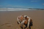 Crab at Praia do T