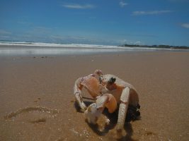 Crab at Praia do T