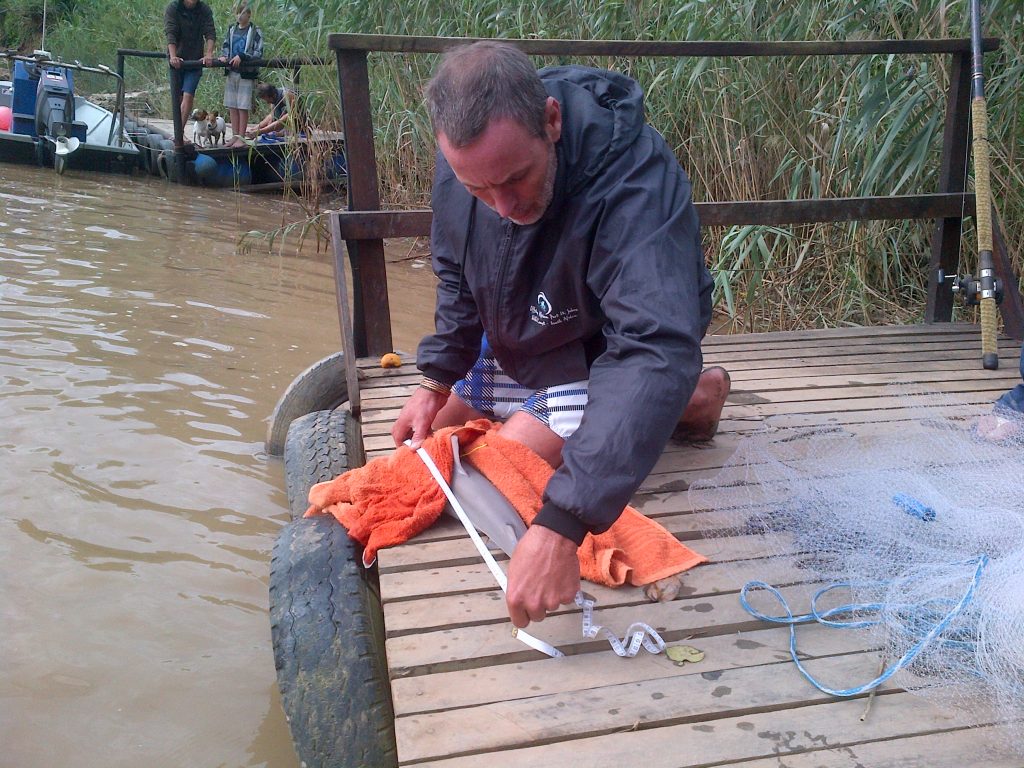 Captain Rob Nettleton measures up Gavin Naude's Umzimvubu Zambezi Shark, before it got a tag and went free again