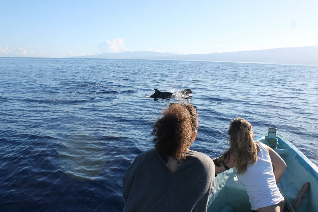 comoros dolphins 1