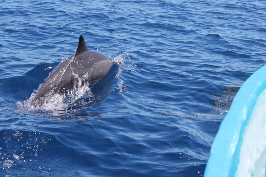 comoros dolphns 2