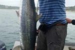 Big 'couta hunt around reefs and pinnacles so a decent live mackerel dangling whilst on the anchor works wonders