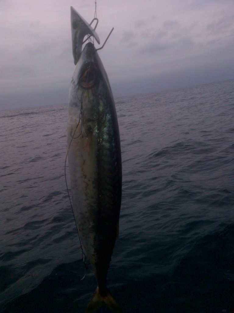 A mackerel rigged with a MYDO Baitswimmer, which allows for much higher trolling speeds and makes the fish swim like it's alive.