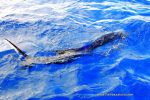 Natal snoek or sailfish? You can choose on the islands pal!Duarte Rato