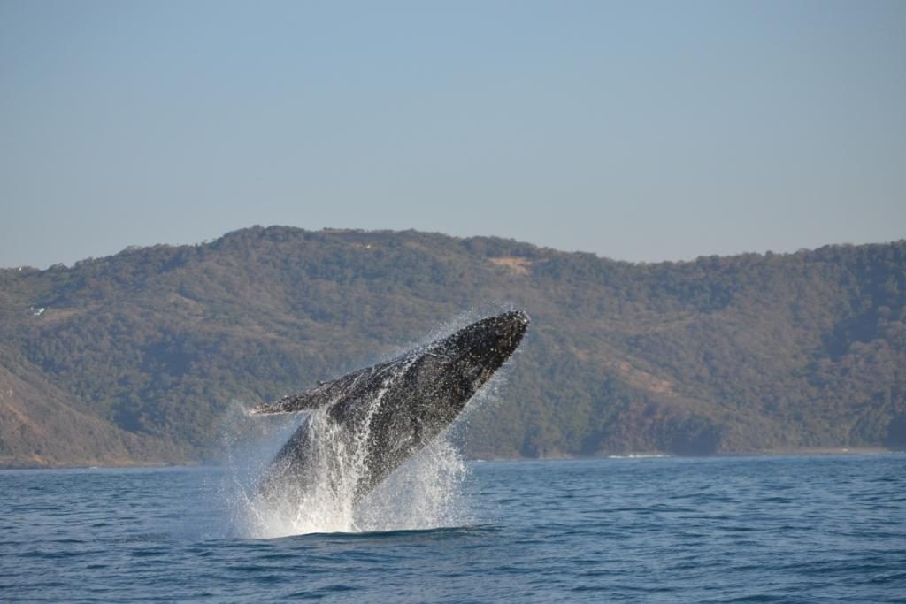 Port St. Johns Humpback Whales