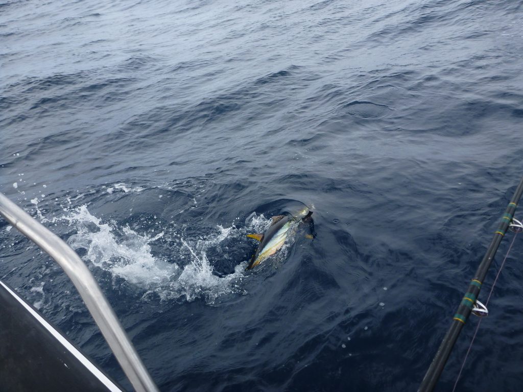 Tuna fishing on Protea Reef is right on the very top of the list of the most fun things to do in the entire world. Until the sharks come. And that's when you need to visit The Tackle Box! ;-)