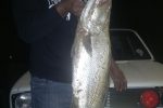 Dees Naicker got in on the early kob season and bagged this 5.3kg fish at "7th Avenue" in Port Shepstone.