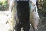 Weekly Spearfishing by Jason Heyne