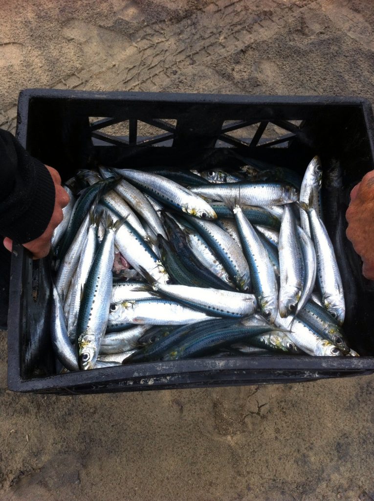 2017 Sardine Report