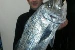 Prize fighter fish, the Brusher, is not easy to shoot. They are quick and wily, and put up a helluva fight. But man, do they taste good.