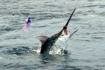 Smaller marlin provide plenty of fun, especially this time of year, in the Bazaruto Archipelego