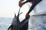 Healthy sailfish about to swim free at Vilankulos