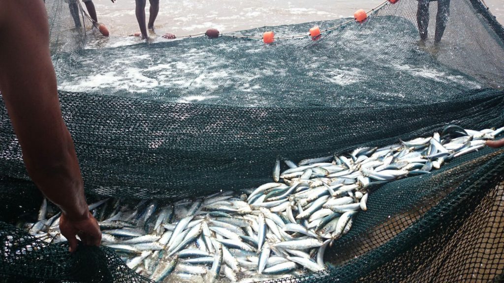 Sardines netted in Scottburgh