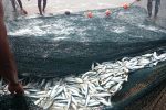 Sardines netted in Scottburgh