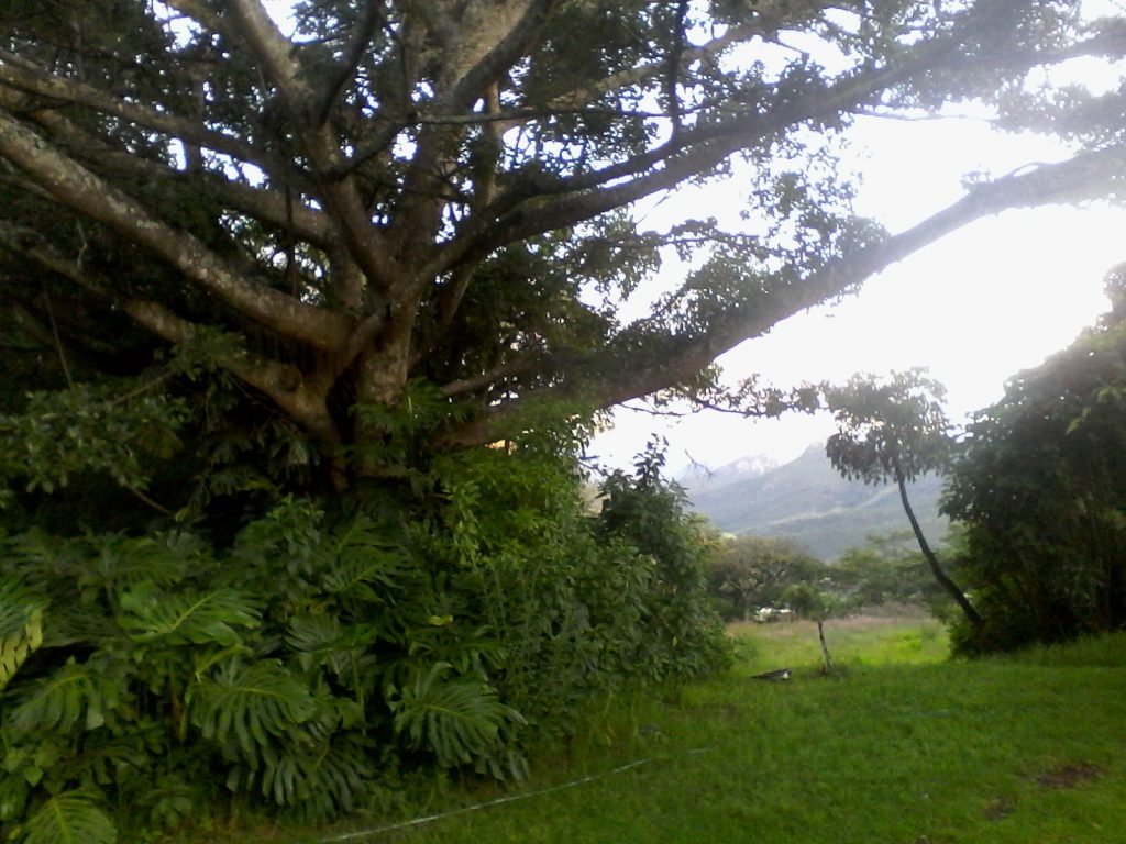 Indigenous fig tree is host to all kinds of bird. Birding in Zimbabwe