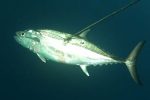 A beautiful shot of a beautiful Natal Snoek just recently speared