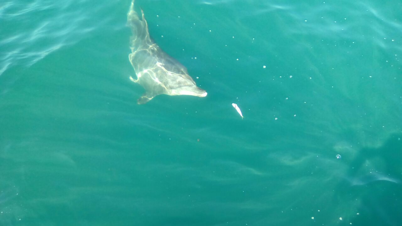 Flipper, our friendly local, also revelled in the south coast fishing action. Mackerel and maasbanker on the menu