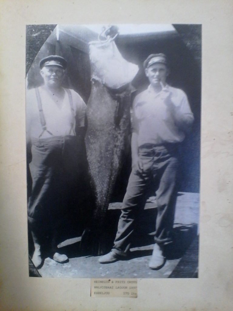 For a taster of the kind of fish you could be tussling with, this fish was taken in 1937 by brothers Frits and Heinrich Cruys, in the Swakopmund lagoon. It weighed 175lbs!!! You can by MYDOs in Swakopmund, at Leons Fishing Tackle.