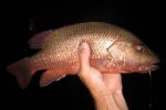 How beatuful are these rock salmon?! Or Mangrove Jack. Enough to make you want to catch n release forever!