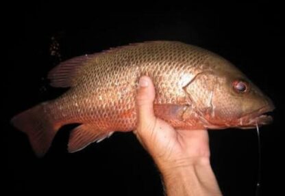 How beatuful are these rock salmon?! Or Mangrove Jack. Enough to make you want to catch n release forever!