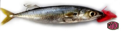 Perfect King Mackerel Bait - The MYDO Baitswimmer # 4 rigged with a mackerel