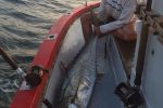 Koos Viviers on fire! Another couta taken on a MYDO LiveBaitSwimmer #2 off Port Shepstone recently