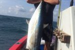 a Huge couta by Marc Lange - 35kg's, one of three over 30kg's Marc got this super fishing day