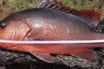 Catching gamefish on lures in the Umzimkulu River like this is dreamy
