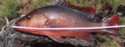 Catching gamefish on lures in the Umzimkulu River like this is dreamy