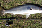 Catching gamefish on lures in the Umzimkulu River like this is dreamy