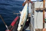 Koos Viviers has had long relationship with big couta on the KZN South Coast
