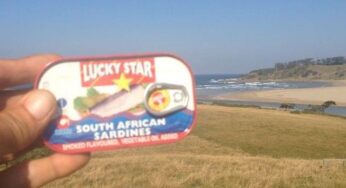 Sardine Report 24 June 2016