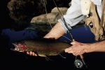 If its a trout like this you want...and a profitable return on investment, this is your kind of deal.